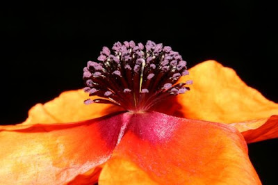 Papaver apulum Ten.