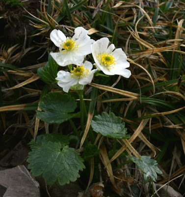 Ranunculus bilobus Bertol.