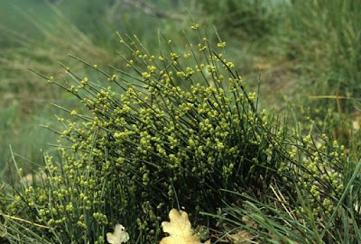 Ephedra helvetica C.A. Meyer