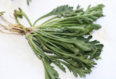 Jacobaea incana,
Senecione biancheggiante