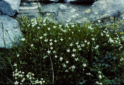 Austrian Sandwort