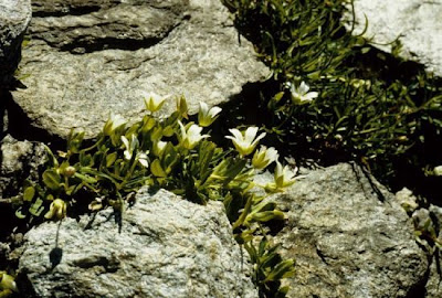 Bell Flowered Mouse Ear Bell Flowered Mouse Ear