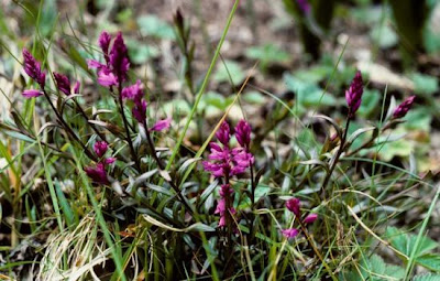 Common milkwort Common milkwort