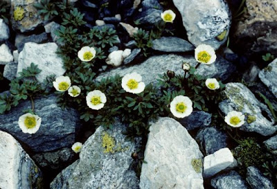 Ranunculus glacialis,
glacier buttercup,
Ranuncolo glaciale