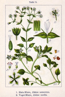 Pamplina
