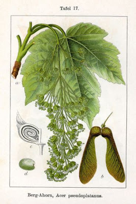 Acerofico Acerofico