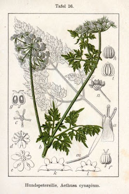 Cicuta aglina Cicuta aglina