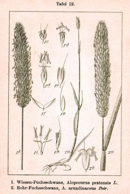 Golden foxtail grass