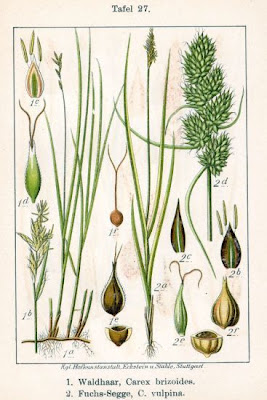 Quaking Grass Sedge