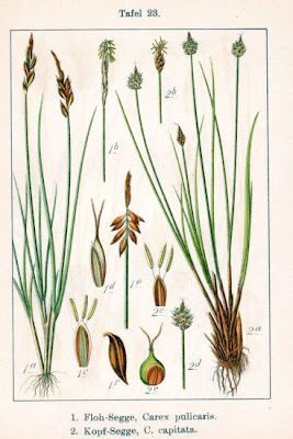 Carex capitata L.