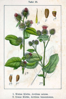 Hairy Burdock