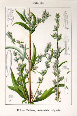 Wormwood