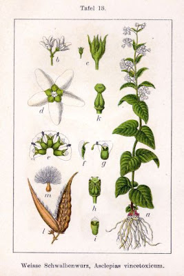 Asclepias vincetoxicum,
German ipecac,
swallowwort,
white swallowwort