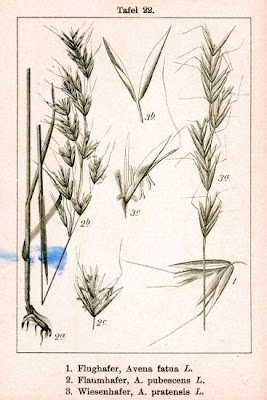 Avena pubescens