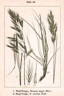 Forasacco delle capre
