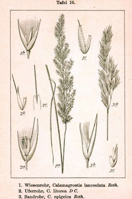 Calamagrostis epigeios,
Chee reed grass,
chee reedgrass
