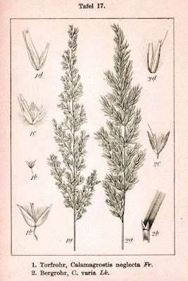 Cannella comune Cannella comune