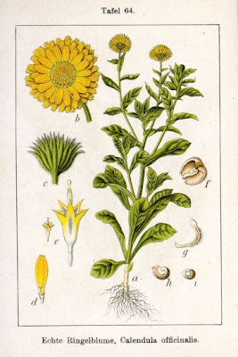 Calendula officinalis,
calendula,
Fiorrancio coltivato,
marigold,
pot marigold,
pot-marigold,
ruddles,
Scotch Marigold,
Scotch-marigold,
Scottish-marigold