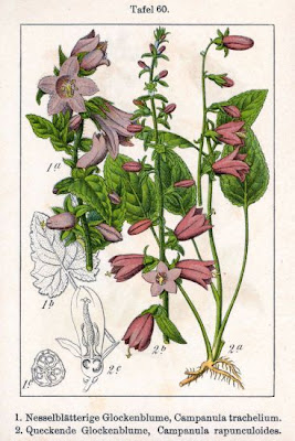 European bellflower