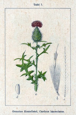 Bull Thistle Bull Thistle
