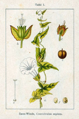 Hedge bindweed Hedge bindweed
