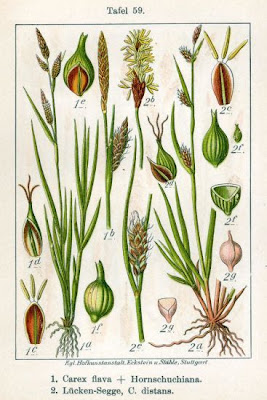 Carex flava L.