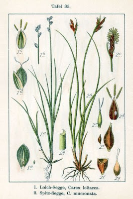 Ryegrass sedge