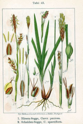 Carnat tonggrass Carnat tonggrass