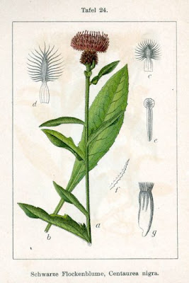Lesser knapweed Lesser knapweed