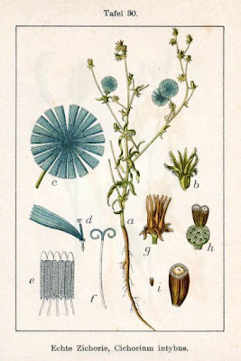 Endive witloof