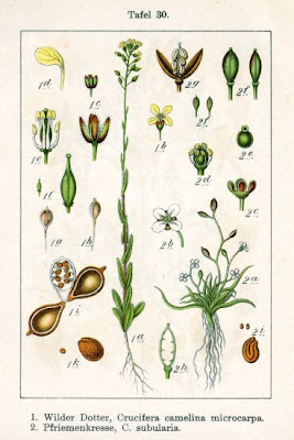 Crucifera camelina microcarpa