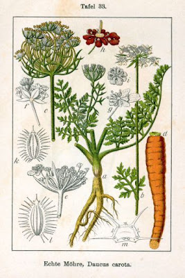 Carota coltivata Carota coltivata