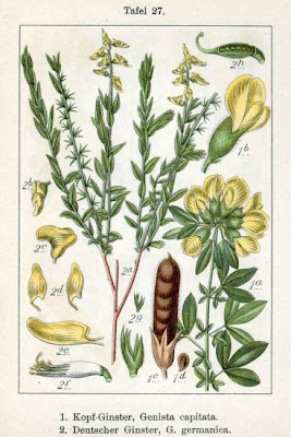 German Greenweed