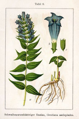 Genziana asclepiade