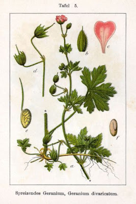 Fanleaf geranium
