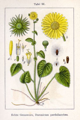 Doronico medicinale