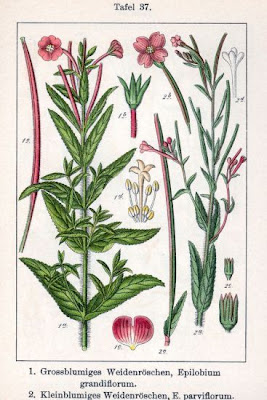 Garofanino minore