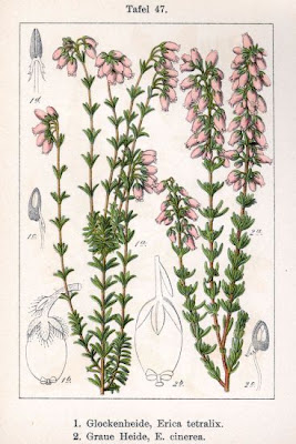 Bell-heather Bell-heather