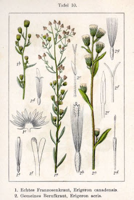 Butterweed Butterweed