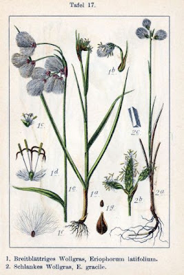 Eriophorum latifolium Hoppe