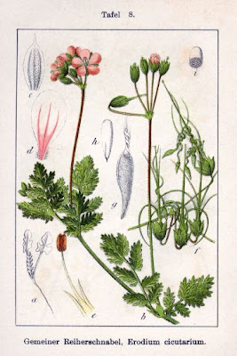 Heron's-bill