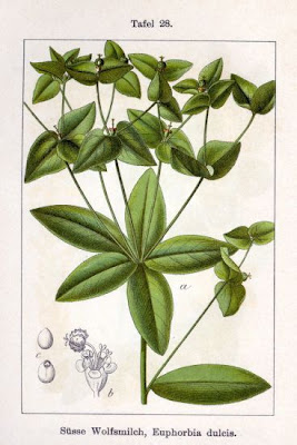 Euphorbia dulcis L.