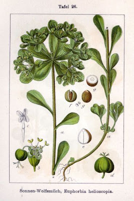Euforbia calenzuola Euforbia calenzuola