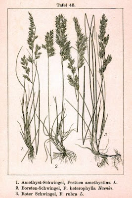 Festuca dei boschi
