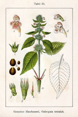 Galeopsis tetrahit,
bristlestem hempnettle,
brittle-stem hemp-nettle,
brittlestem hempnettle,
Canapa selvatica,
Canapetta comune,
common hemp-nettle,
galeopse,
gale&oacute;pse-comum,
Gemeiner Hohlzahn,
Hemp Nettle,
hemp-nettle