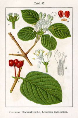 Lonicera xylosteum L.