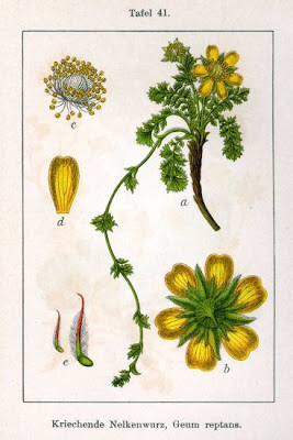 Cariofillata delle pietraie Cariofillata delle pietraie
