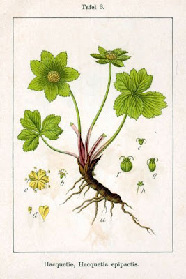 Hacquetia epipactis,
Elleborina,
Hacquetia