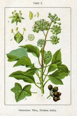 Edera Edera