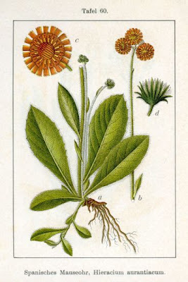 Fox-and-cubs